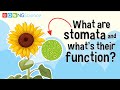 Understanding Stomata and Their Functions