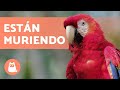 Endangered Animals in Mexico