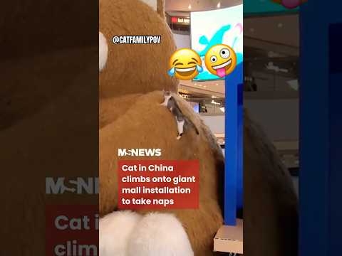 This #cat in china climbed a teddy bear!😂 #funny #kitten #trending #catlover #cute #shortvideo