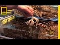 Understanding the Octopus as a Delicacy