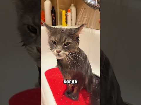 Вот почему кошки привязываются к людям 🥺 #хочуврек #кот #кошка #shorts