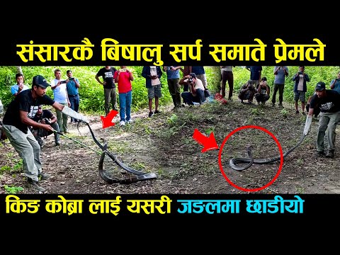 संसारकै बिषालु सर्प भेटियो कावासोतीमा । यसरी जङ्गलमा छाडियो | King Cobra | Nepal NewsLine