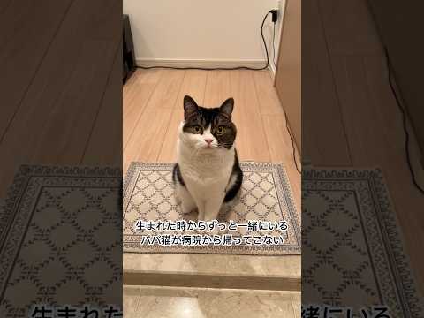 いつも一緒にいるパパ猫が帰ってこないと心配する息子猫