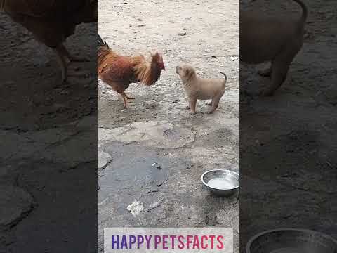 The brave puppy has forcibly restrained the naughty rooster. #shorts #puppy #rooster #animals#pets