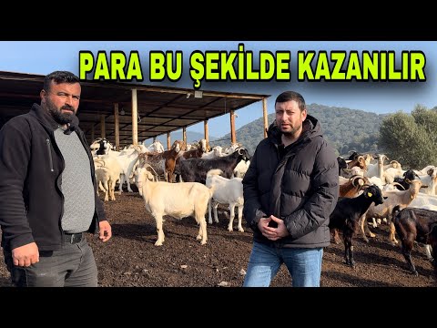 SIFIR MALİYET İLE 500 KEÇİ BAKIYOR ~ EN KARLI  İŞ MALTIZ KEÇİ YETİŞTİRİCİLİĞİ