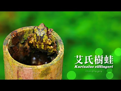 艾氏樹蛙Kurixalus eiffingeri - YouTube