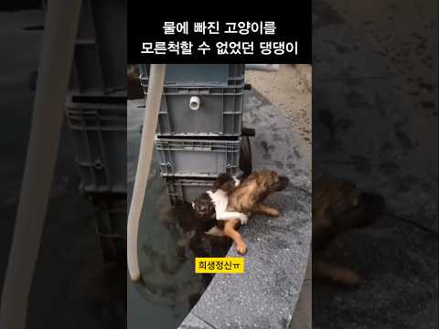 물에 빠진 고양이를 모른척 할 수 없었던 댕댕이