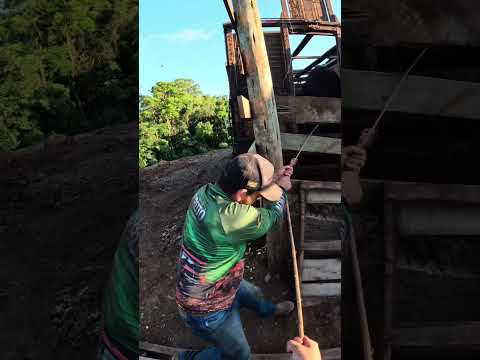 E hoje foi dia de trazer os búfalos aqui para o nosso confinamento #bufalo #pecuaria #confinamento