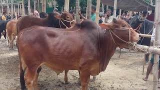 Eid al-Adha Cow Haat 2025 | Qurbani Cow Haat | Eid Ke Masale Cow Bangladeshi