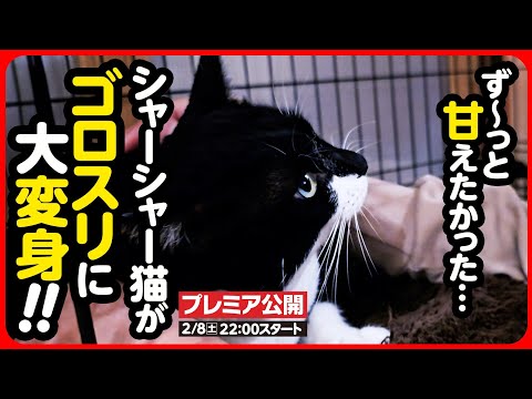 【感動】ずっと甘えたかった...シャーシャー猫が甘えん坊になるまで