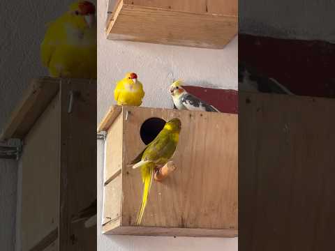 🦜😍