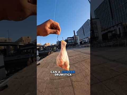 Can a BIG Drumstick Catch a GIANT Fish?