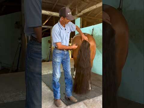 Earn lakhs money by cutting horse tail 😱 #horse #shortvideo