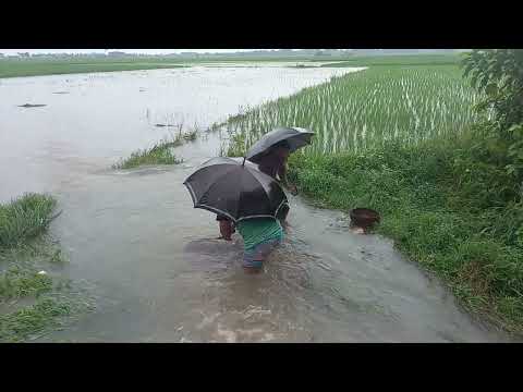 Really Amazing Push Net Fishing in Rainy Day ! Best Fish Catch by Net। Awesome Net Fishing