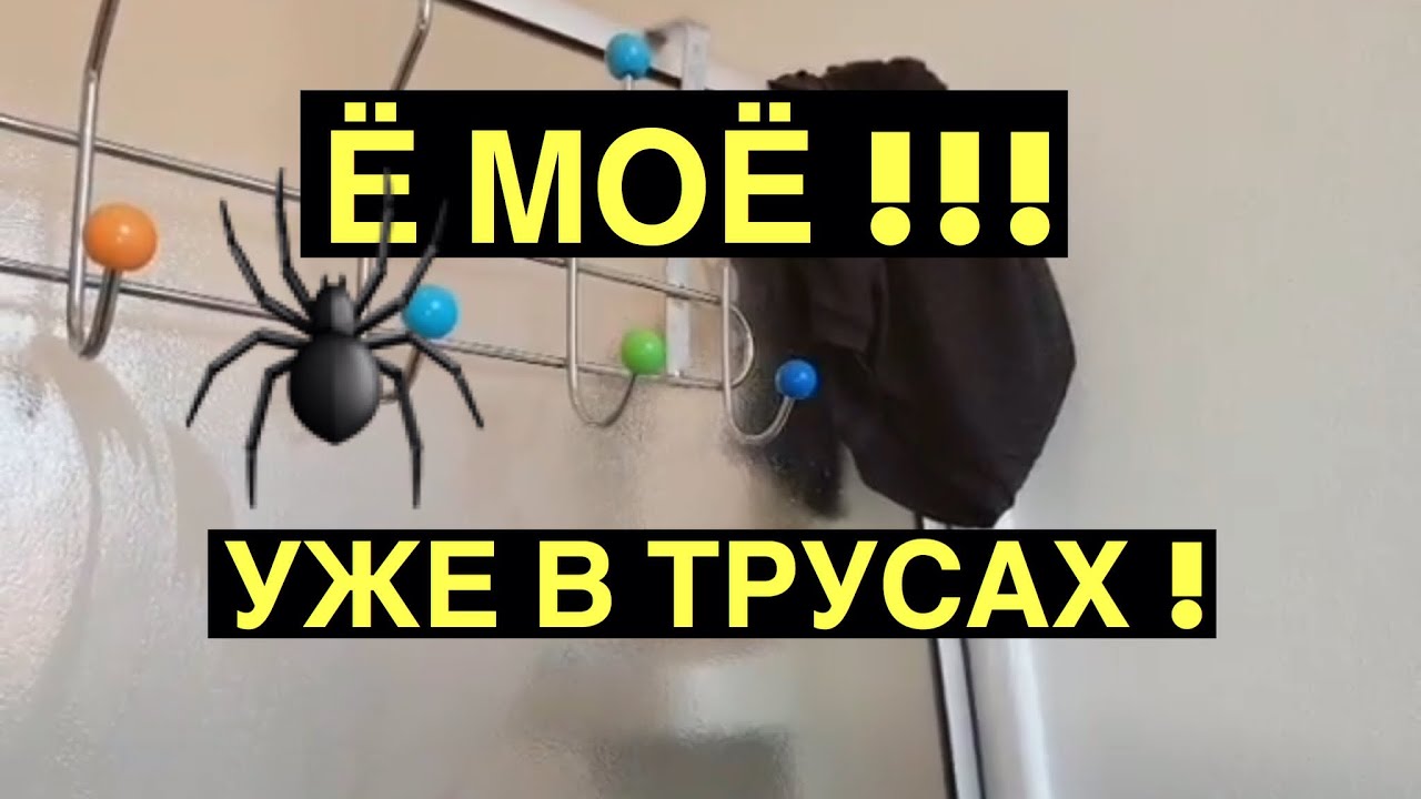 Ё моё! А если бы их одели? Осторожно! Пауки в австралии!