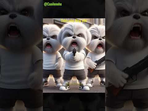 Tất cả đứng yên cho tui #chihuahua #cat #cute #commedy