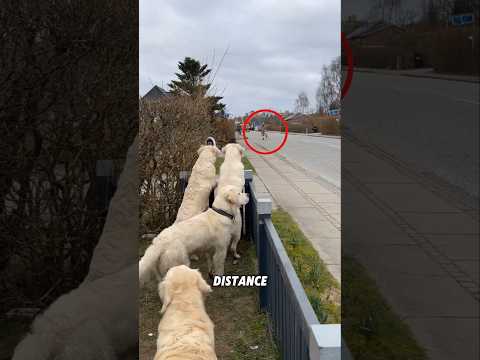 Dogs Wait for Their Best Friend  What Happens Next Is Pure Joy 🐶 #Shorts