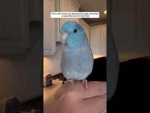 This man found an abandoned egg, and then a beautiful parrot hatched #animalshorts #parrot