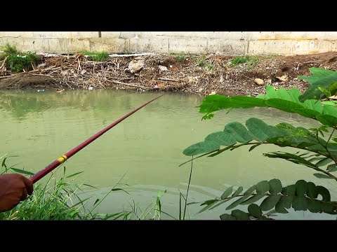 Baru tau kalau sungai ini banyak ikan babon nya