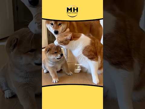 360 || Daddy 😂 #shortsfeed #animallovr #animaldub #animalvoiceover #dog #cat #@MasterofHumorMH