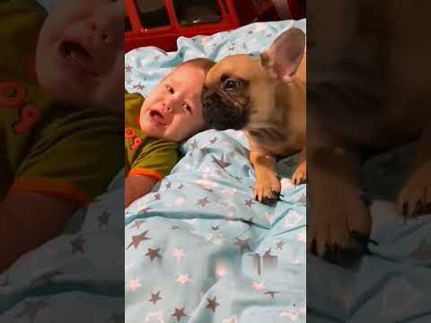 Funny Dogs& Cats😅😂