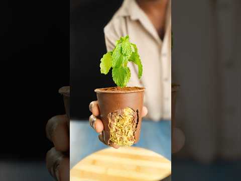 Dubai Chocolate Pot Dessert ๐ซ #shorts