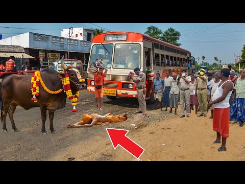 जब खतरनाक बस हादसे से कावड़िया को बचाने आये नंदी बेल फिर जो हुआ उसे देख सबके रोगंटे खड़े