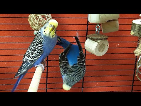 7 hours of budgie sounds for relaxation