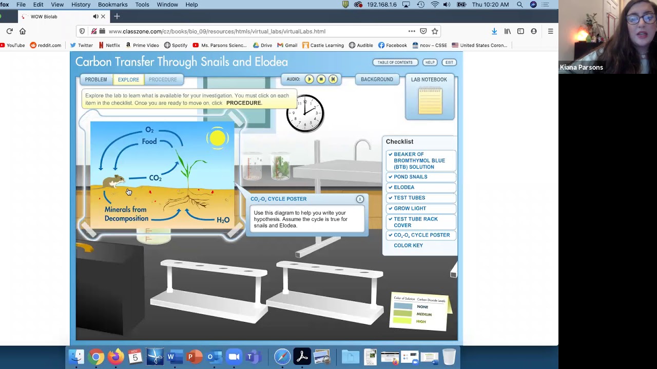 Carbon Transfer through Snails and Elodea Virtual Lab Answer Key