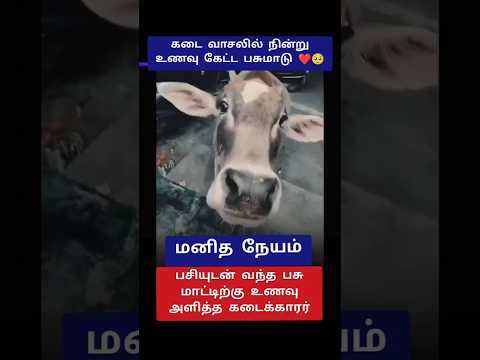 ரொம்ப பசிக்குது ஐயா.!❤️ #shorts #cow #trending