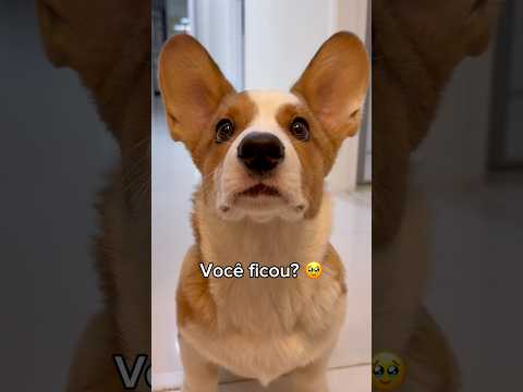 Você já viu coisa fofa, mas já viu o Charuto com roupinha de lutador? 🤏🧡🐶
