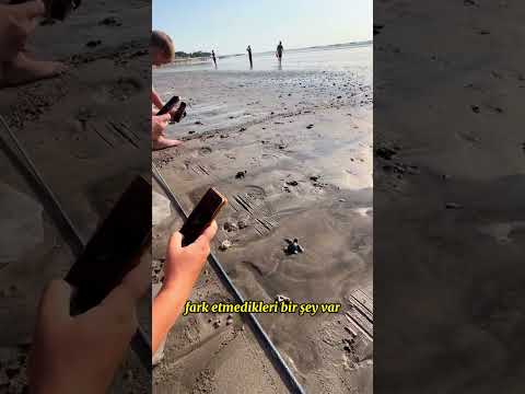 Tayland’da Asla Parayla Yavru Kaplumbağa Satın Almayın 👀 🐢 😞