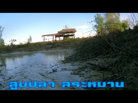 สูบปลา-สระหมาน-ปลาหอยกุ้งหลาย-เลยต้องปล่อยน้ำเข้า-ไว้สูบตอนป ต้น ตะลุย สูบปลา สระหมาน ปลาหอยกุ้งหลาย เลยต้องปล่อยน้ำเข้า ไว้สูบตอนป