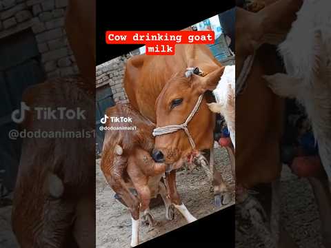 Cow drinking goat milk #cowviral #goatmilk #milking #animalmilk