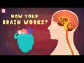 Understanding the Brain and Related Phenomena