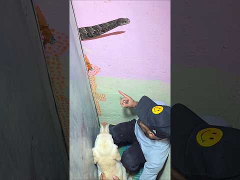 Secret room me sanp🐍🤯|| #trending #viral #shotrs #dog #minivlog #ashortaday ||
