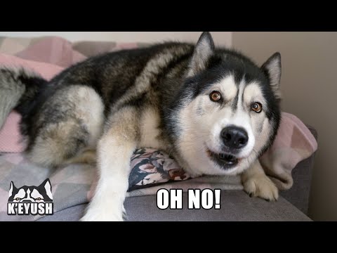 My Husky Explains Why He  Had To Go To The Vets!