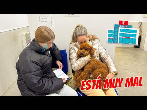 MI PERRO SE PONE MUY ENFERMO Y VAMOS AL HOSPITAL DE URGENCIAS! DANIELA ESTÁ MUY MAL