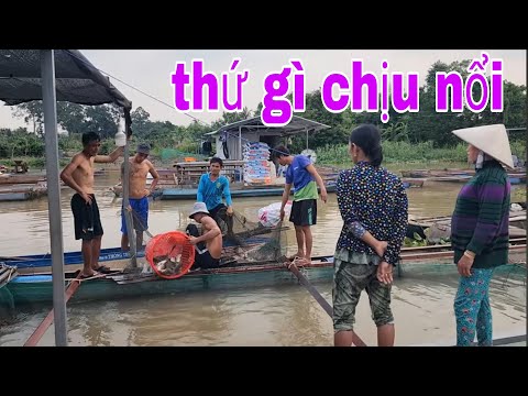 Bao Ngon Với 2 Món Cá Chép Xanh Chiên Sốt Tương Hột Và Tôm Hấp Bia # SĂN BẮT ĐỒNG THÁP #
