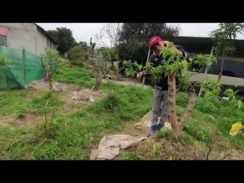 hải mõm làm vlog lên vườn đào quất để cắt tiả