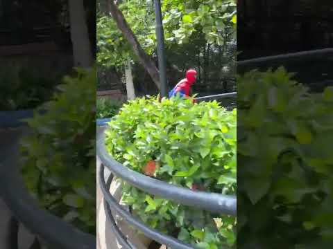VIMOS QUE SE ASOMO DE AQUI😨😨#omg #spiderman #yeahyeahyeah