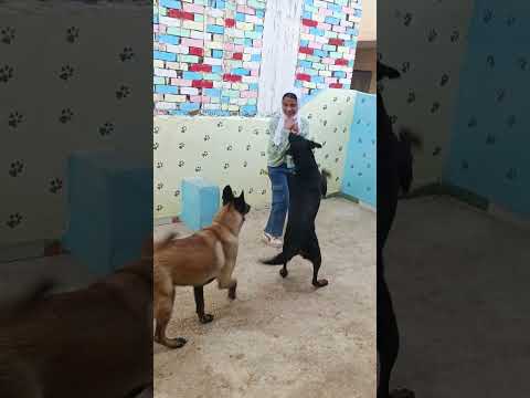 الكلاب هجمت علي البنات