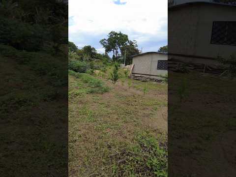 YA está TOMANDO forma la parcela de la huerta familiar Guerrero Pérez 😯👏👍🌱🙏 #viral #campo #huerta