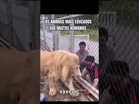 MOMENTOS FOFOS #shortsfeed #animaisfofos #kids #engraçado