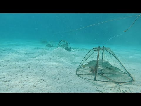 SUPER Effective Talaga Naka jackpot Nanaman Ang FISH TRAP Namin.