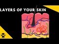 Functions of the Integumentary System