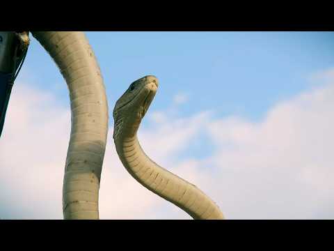 Africa to Indonesia's Deadliest Creatures (4K Documentary)