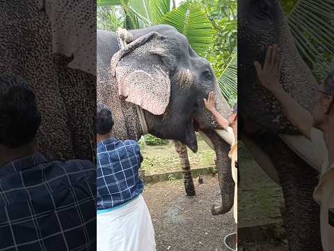 ആനയുടെ മുഖത്തു തൊട്ടപ്പോൾ ആന ചെയ്തത് കണ്ടോ 😳😳😳#elephant #wildanimals #aanapremi