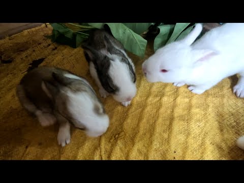 Cute baby rabbits eating vegetables first time