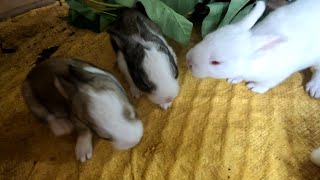 Cute baby rabbits eating vegetables first time